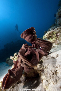 Prickly tube-sponge taken in Ras Mohammed. by Stephan Kerkhofs 